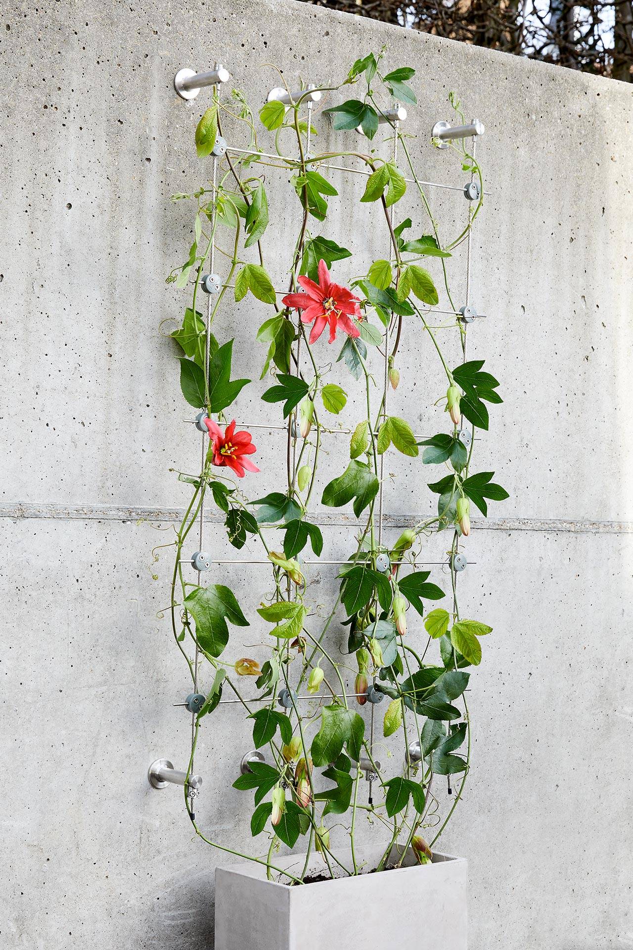 Autre - Greenkit 2 Support plantes grimpantes treillis acier inoxydable 360 X 2000mm Jakob Rope Systems - Image 2