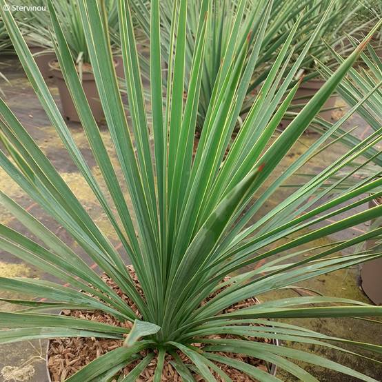 Promesse de Fleurs - Yucca Katana Pot de 4L/5L - Image 1