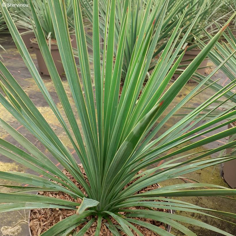 Promesse de Fleurs - Yucca Katana Pot de 4L/5L - Image 1