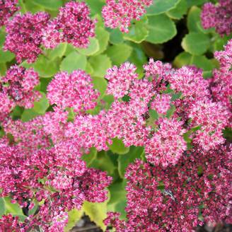Sedum spectabile Brilliant - Grand Orpin d'automne Godet de 8/9 cm