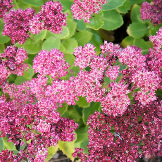 Sedum spectabile Brilliant - Grand Orpin d'automne Godet de 8/9 cm
