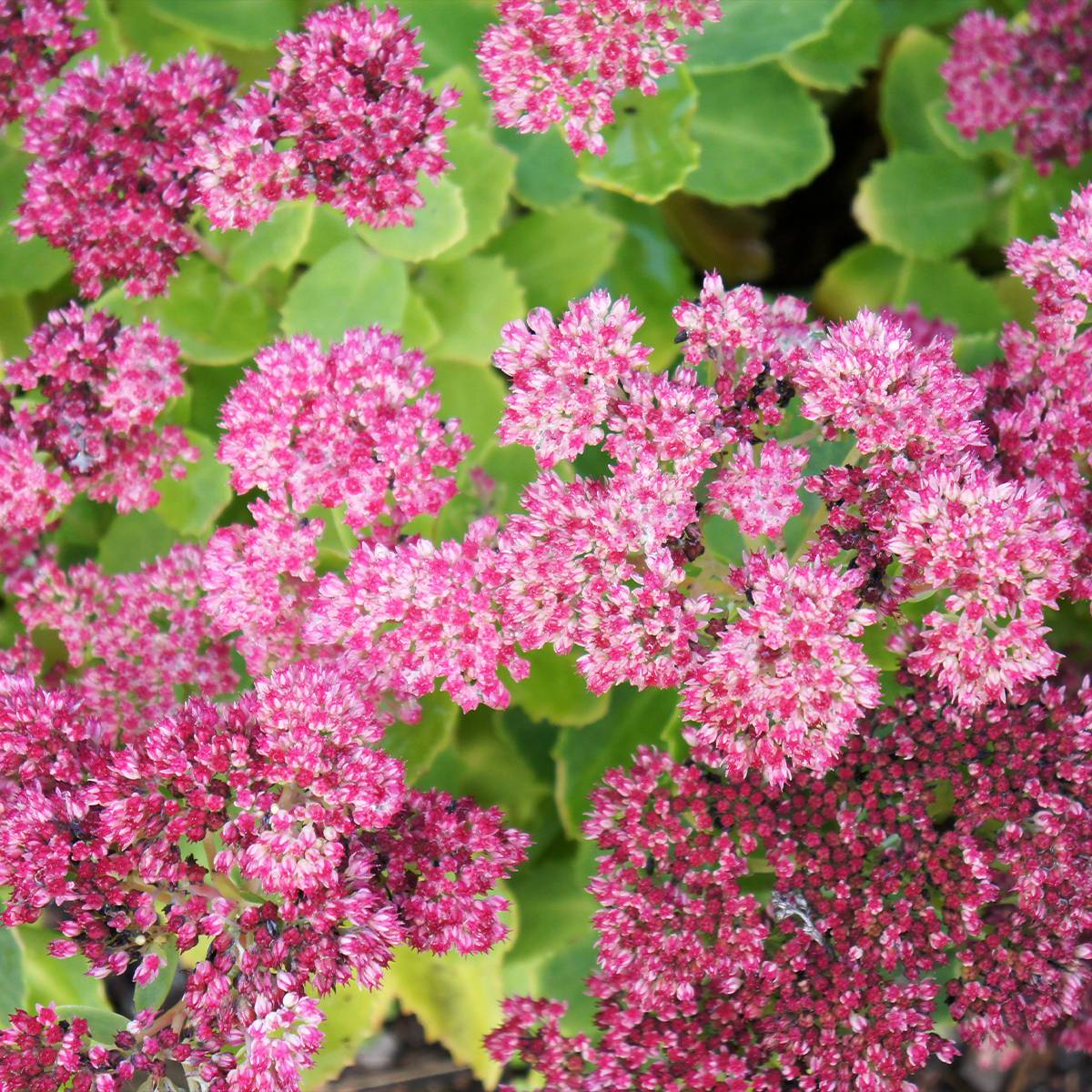 Sedum spectabile Brilliant - Grand Orpin d'automne Godet de 8/9 cm
