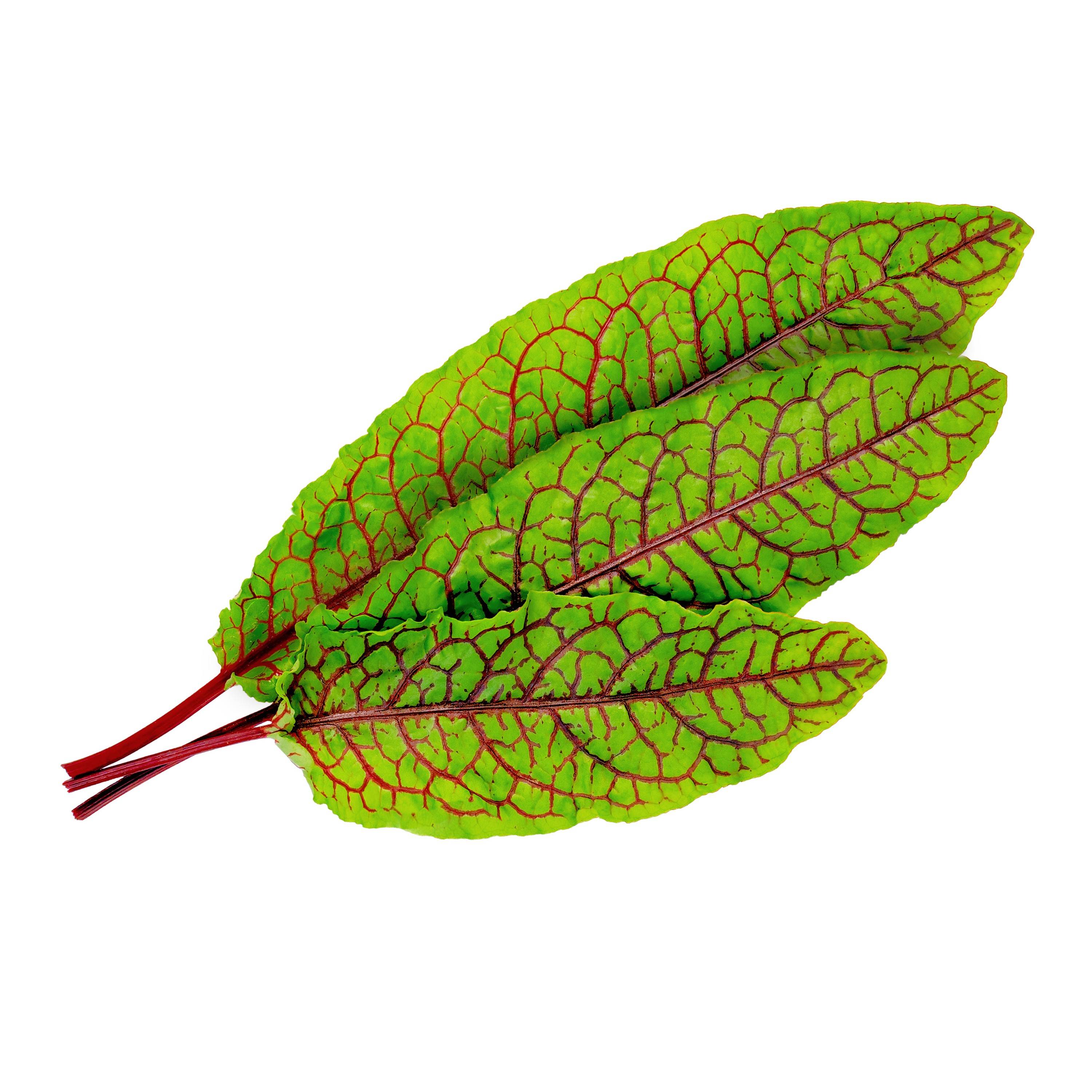 Veritable - Lingot Oseille sanguine BIO - Recharge prête à l'emploi - Véritable - Imagen 2