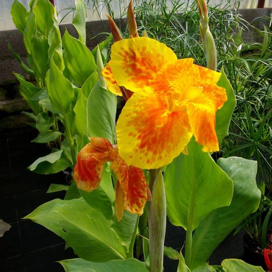 Canna Taroudant - Balisier nain, à fleurs orange vif, largement bordé de jaune. Godet de 8/9 cm calibre I