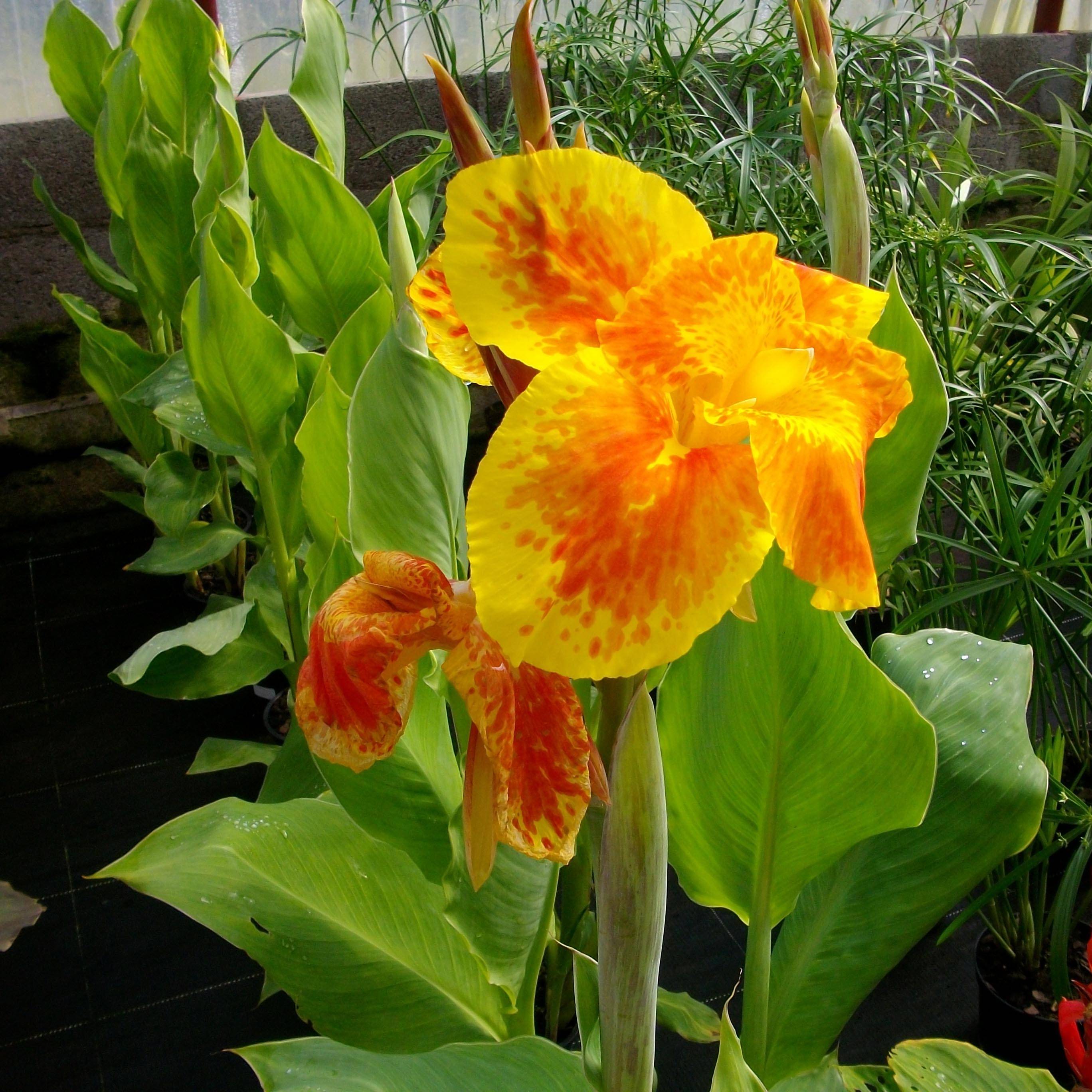 Canna Taroudant - Balisier nain, à fleurs orange vif, largement bordé de jaune. Godet de 8/9 cm calibre I