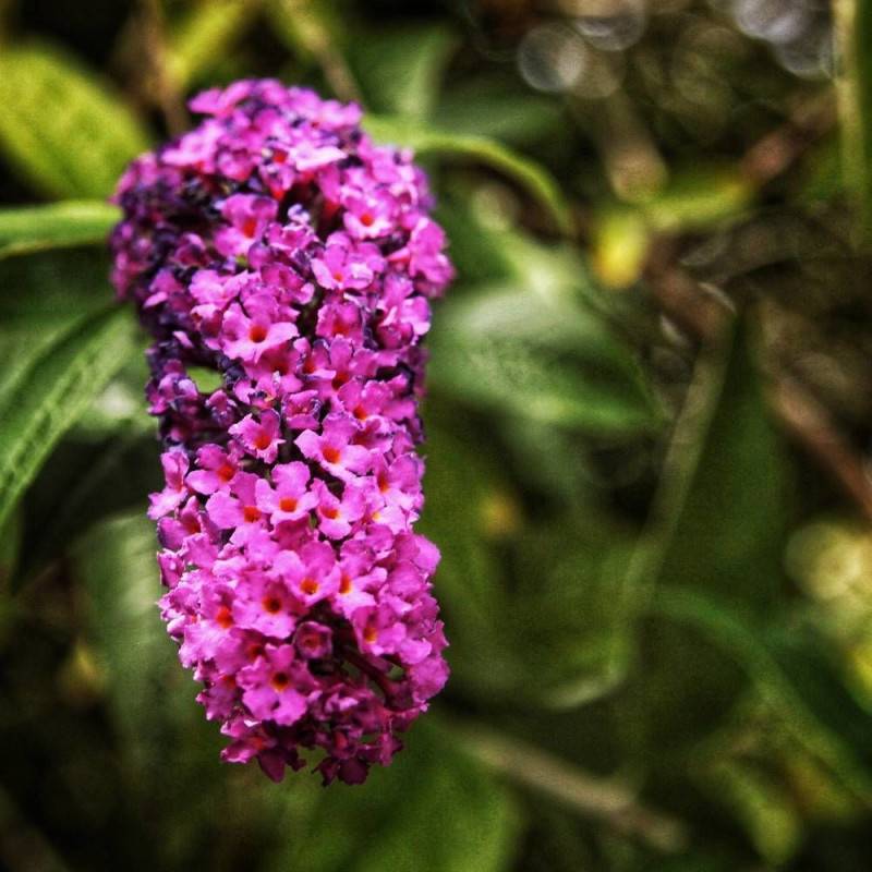 Arbre aux papillons Buzz™ Magenta, Buddleia à fleurs Rose - feuillage Caduc - Pot de 3L - 20/40 cm- hauteur à maturité De 0,50 m à 1,00 m - Image 1