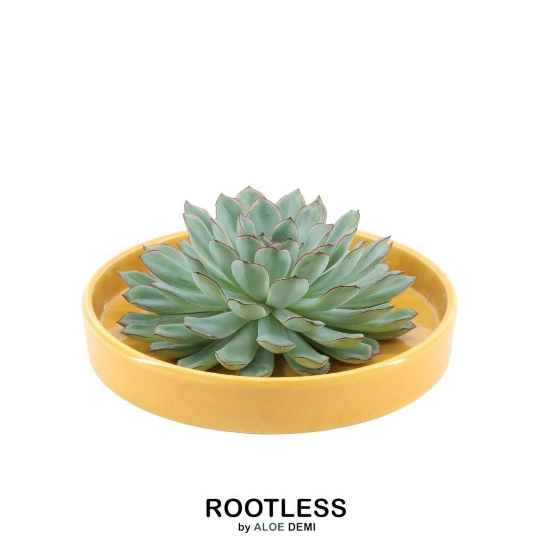 La Green Touch - Echeveria Pulidonis Sans Racines - Collectionneur de Dessus de Table- La Green Touch - Imagen 1