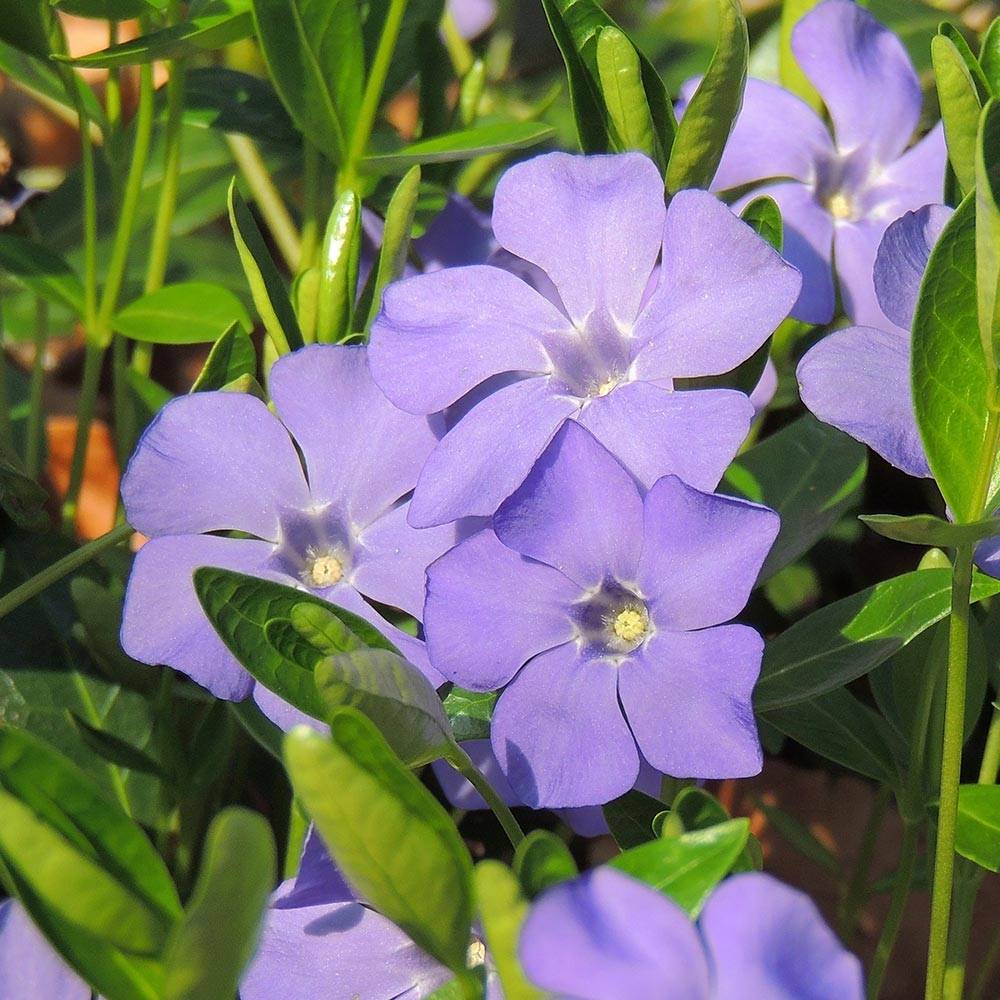 Vinca minor Anna - Petite pervenche Anna Godet de 8/9 cm