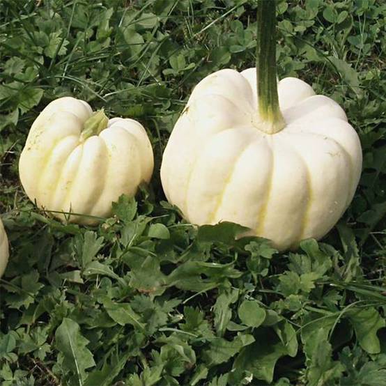 Courge Baby Boo - Curcubita pepo le sachet de 20 graines environ (2g)