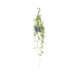 Ceropegia Linearis 'Iris' - D14 H38cm
