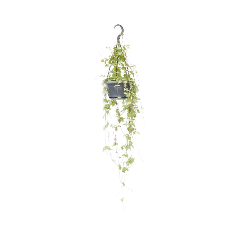 Ceropegia Linearis 'Iris' - D14 H38cm - Image 1