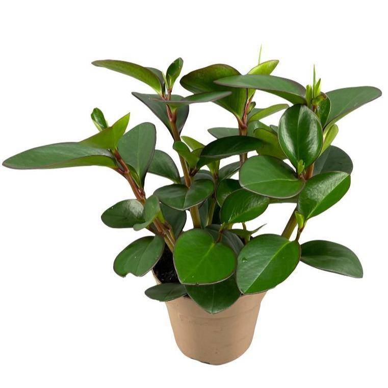 Peperomia Clusiifolia Red Margin- La Green Touch - Imagen 2