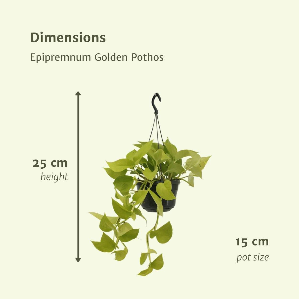 Epipremnum Golden Pothos (Scindapsus) - H25cm - Image 4