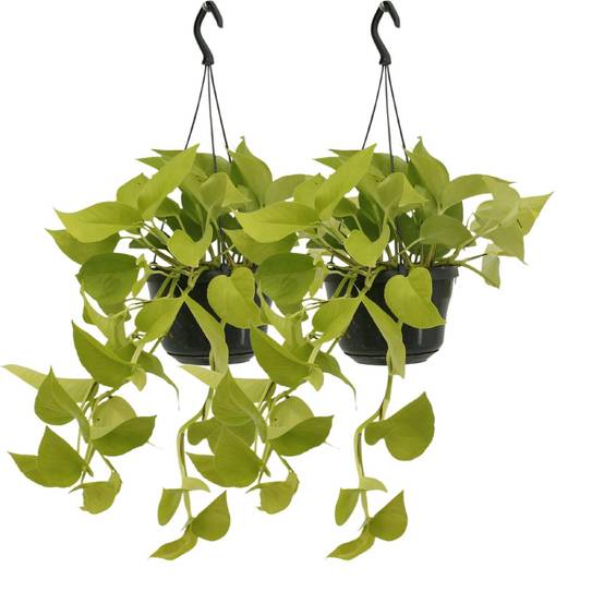 Epipremnum Golden Pothos (Scindapsus) - H25cm - Image 2