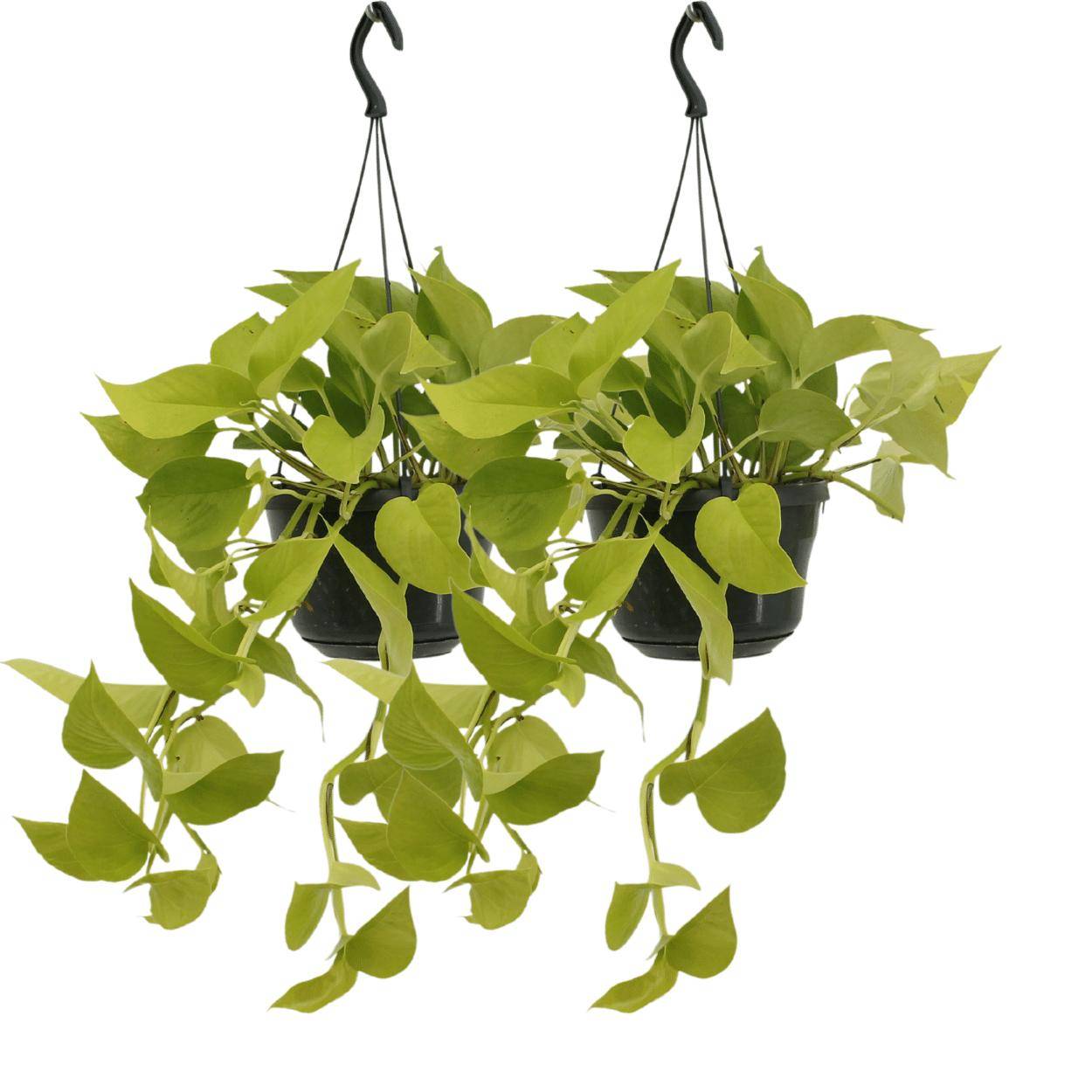 Epipremnum Golden Pothos (Scindapsus) - H25cm - Image 2