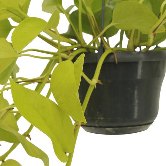 Epipremnum Golden Pothos (Scindapsus) - H25cm - Image 3