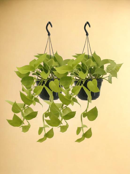 Epipremnum Golden Pothos (Scindapsus) - H25cm - Image 1