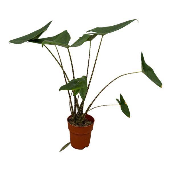 Alocasia Zebrina - D21 H80cm