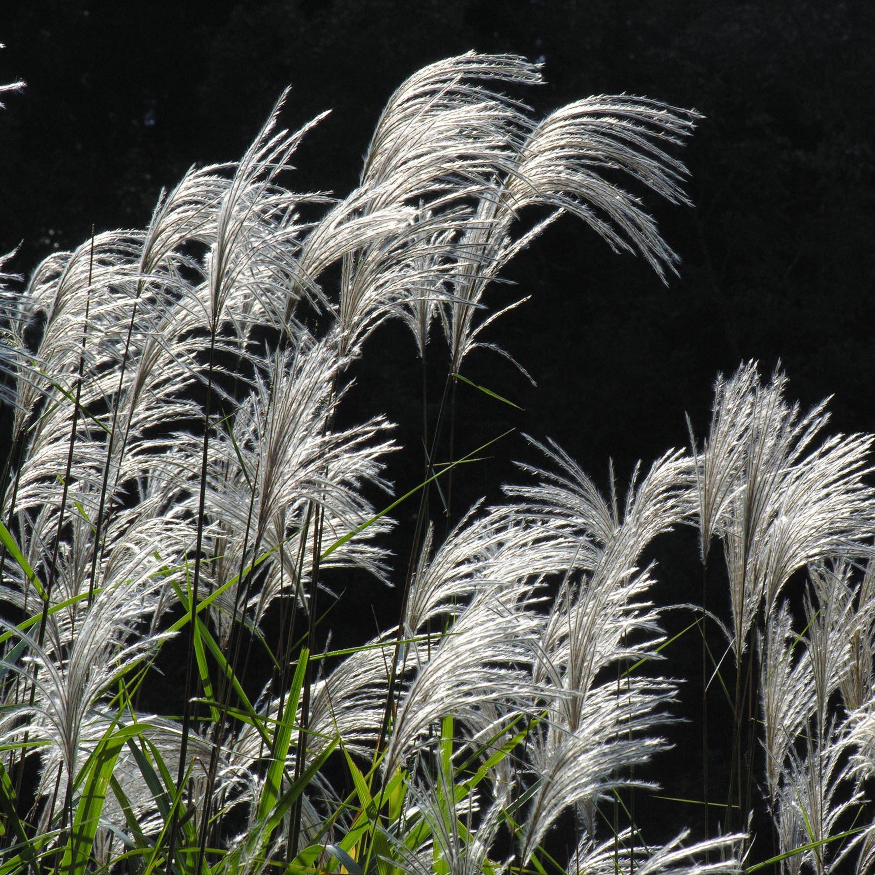 Promesse de Fleurs - Miscanthus sacchariflorus - Roseau de Chine Godet de 8/9 cm