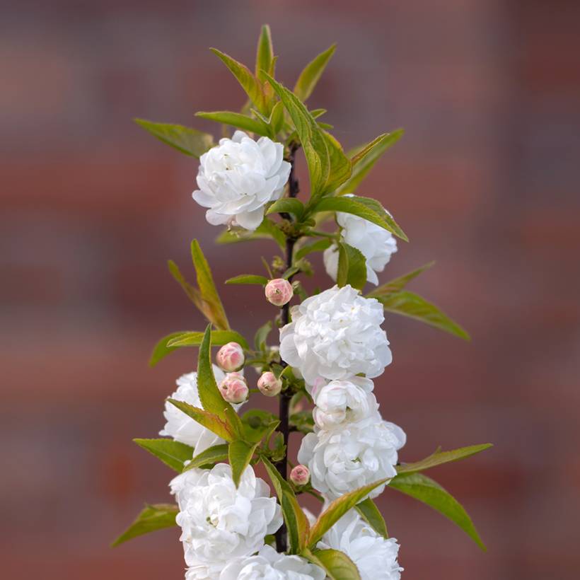 Promesse de Fleurs - Cerisier à fleur - Prunus glandulosa Alba Plena Pot de 2L/3L - Image 1