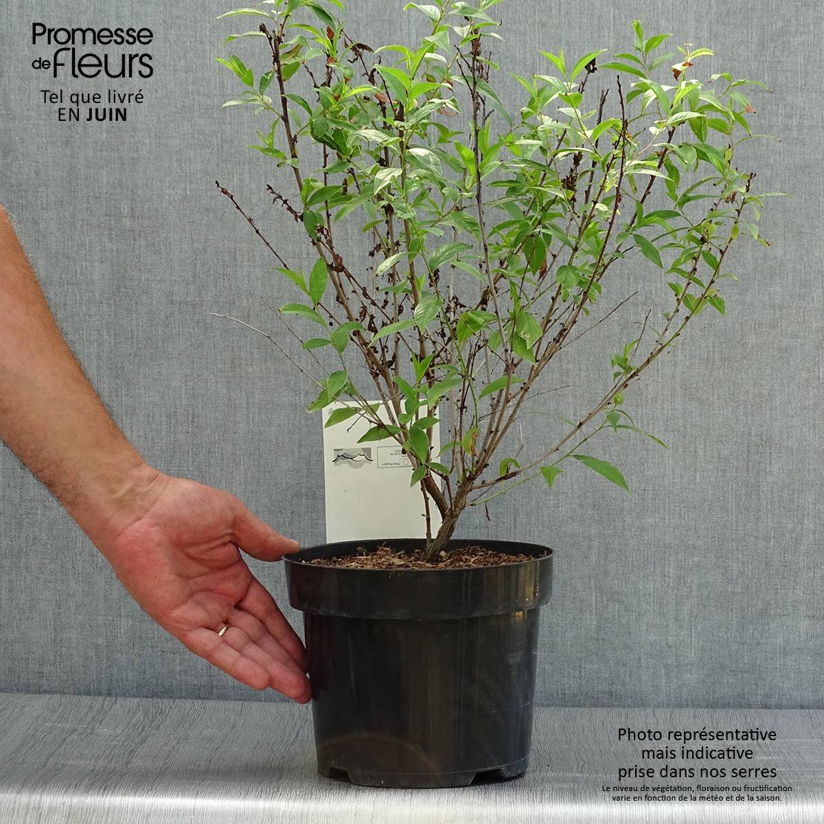 Promesse de Fleurs - Cerisier à fleur - Prunus glandulosa Alba Plena Pot de 2L/3L - Image 2