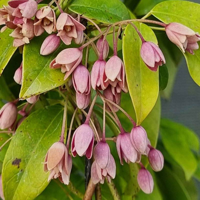 Holboellia traversii à fleurs Rose - feuillage Persistant - Pot de 3L - Echelle bambou 60/120 cm-  hauteur à maturité De 3,00 m à 5,00 m - Imagen 5