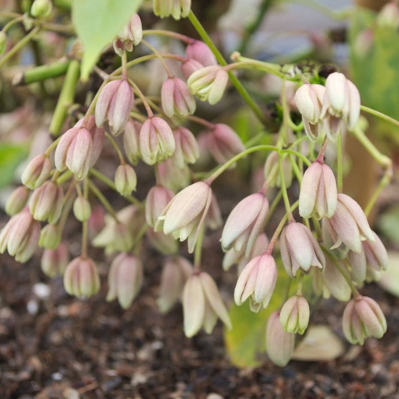 Holboellia traversii à fleurs Rose - feuillage Persistant - Pot de 3L - Echelle bambou 60/120 cm-  hauteur à maturité De 3,00 m à 5,00 m - Imagen 1