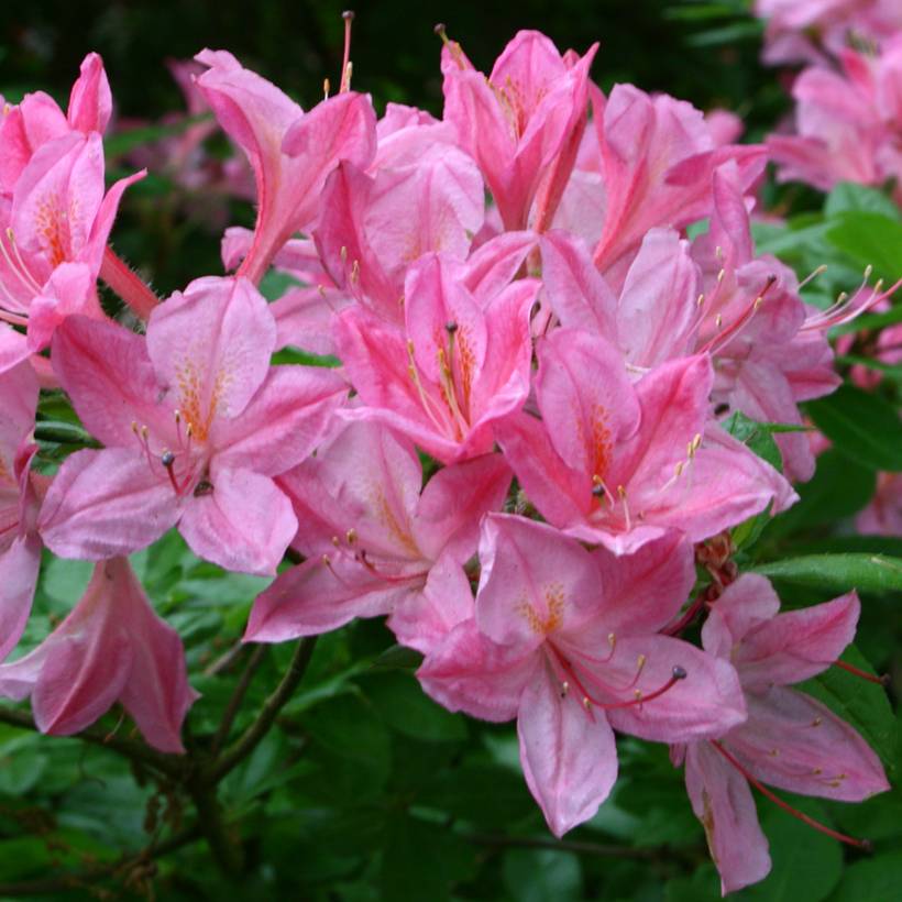 Azalée de Chine Rosata - Rhododendron viscosum  Pot de 4L/5L