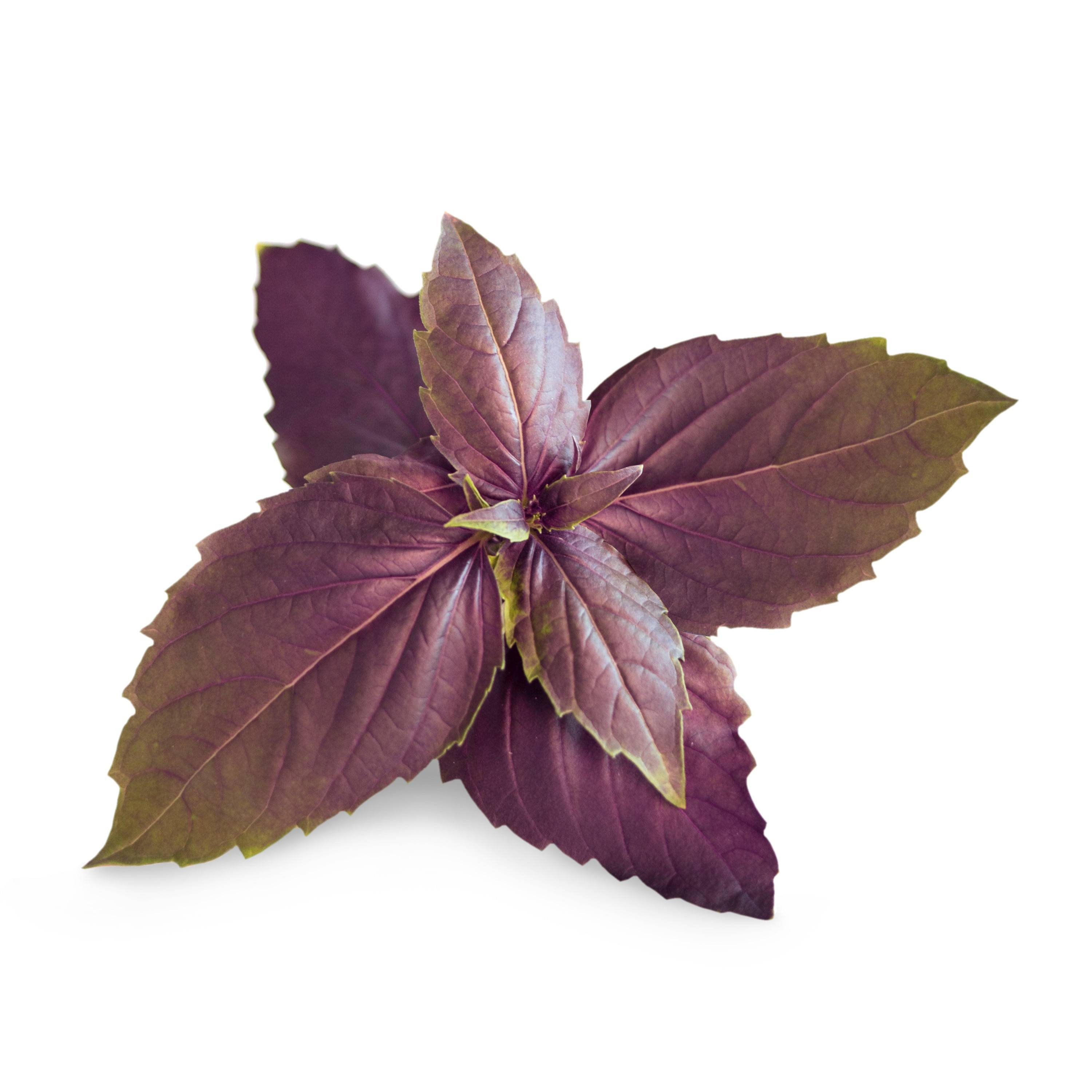 Veritable - Lingot Basilic pourpre BIO - Recharge prête à l'emploi - Véritable - Imagen 2