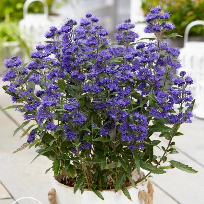 Caryopteris Grand Bleu® 'Inoveris', Spirée bleue, Barbe bleue à fleurs Bleue - feuillage Caduc - Pot de 7,5L - 40/60 cm- hauteur à maturité De 1,00 m - Image 1