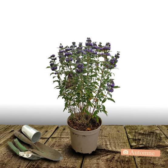 Caryopteris Grand Bleu® 'Inoveris', Spirée bleue, Barbe bleue à fleurs Bleue - feuillage Caduc - Pot de 7,5L - 40/60 cm- hauteur à maturité De 1,00 m - Image 2