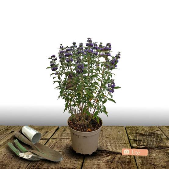 Caryopteris Grand Bleu® 'Inoveris', Spirée bleue, Barbe bleue à fleurs Bleue - feuillage Caduc - Pot de 7,5L - 40/60 cm- hauteur à maturité De 1,00 m - Image 3