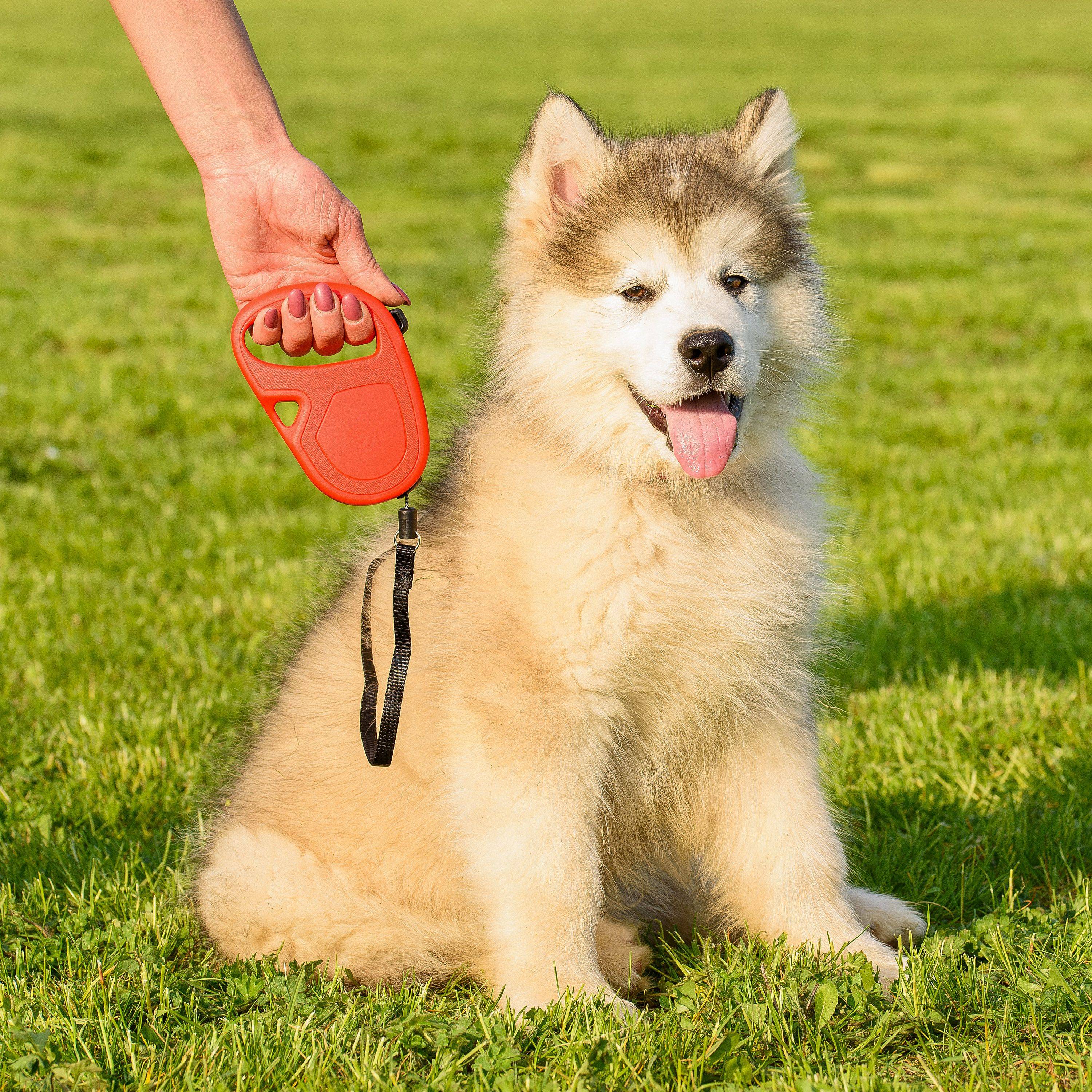 Ferplast - Ferplast Laisse Chien Enrouleur FLIPPY ONE, Laisse pour Petits Chiens jusqu'à 12 Kg. Cordon Extensible max 4,5 m. Bouton de verrouillage et de - Imagen 3