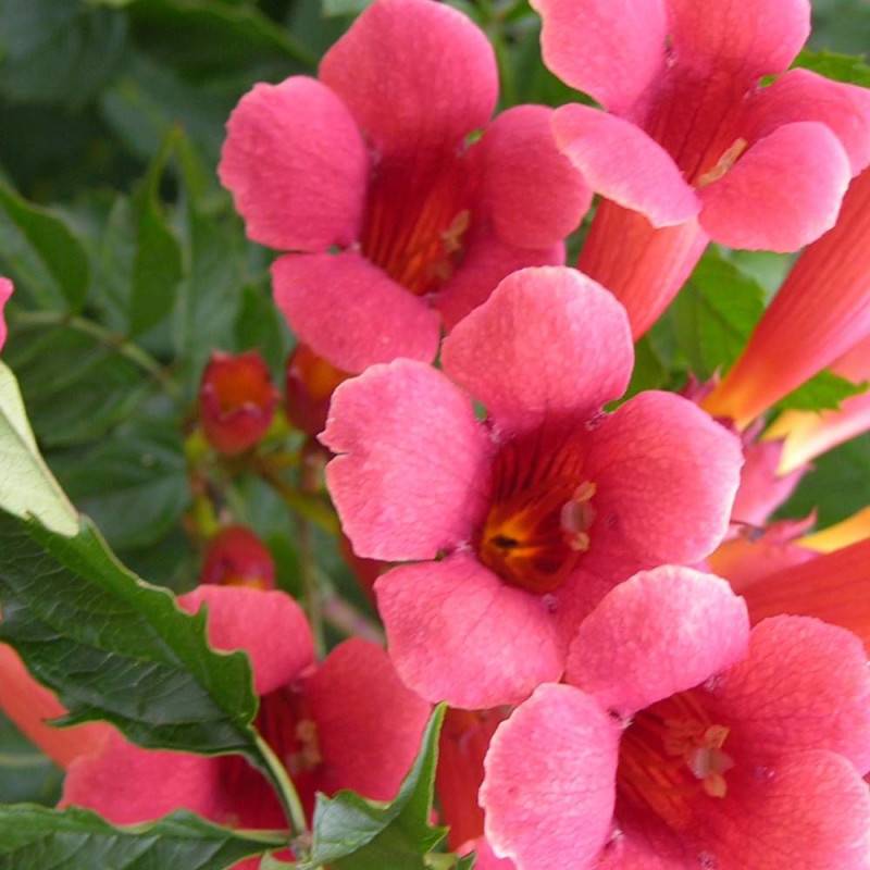Bignone Flamenco à fleurs Rouge - feuillage Caduc - Pot de 2L - Tuteur bambou 60/90 cm-  hauteur à maturité De 5,00 m à 10,00 m - Imagen 2