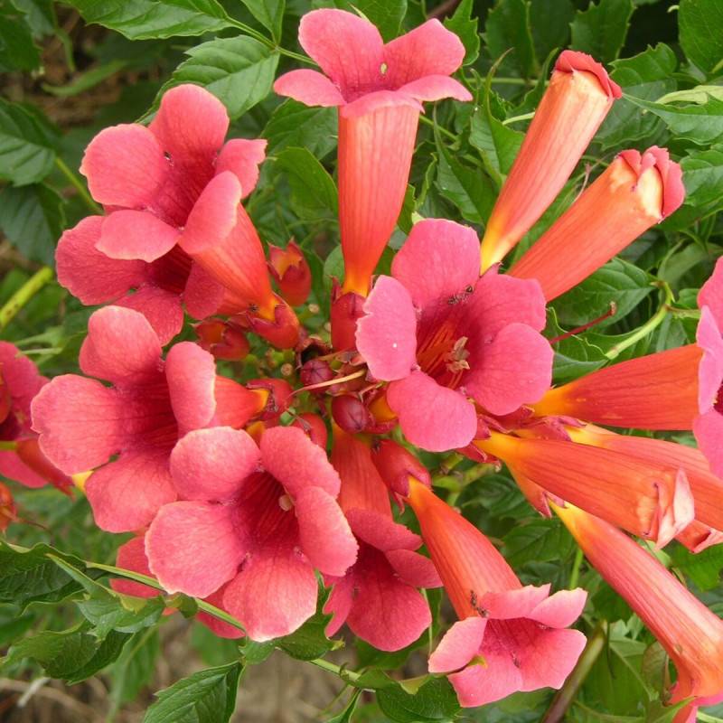 Bignone Flamenco à fleurs Rouge - feuillage Caduc - Pot de 2L - Tuteur bambou 60/90 cm-  hauteur à maturité De 5,00 m à 10,00 m - Imagen 1