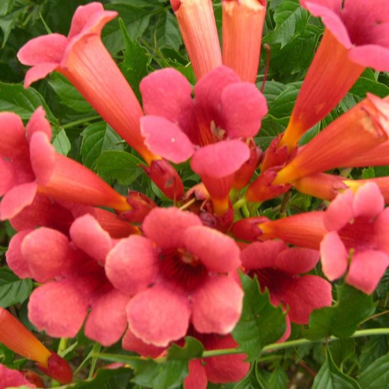 Bignone Flamenco à fleurs Rouge - feuillage Caduc - Pot de 2L - Tuteur bambou 60/90 cm-  hauteur à maturité De 5,00 m à 10,00 m - Imagen 3