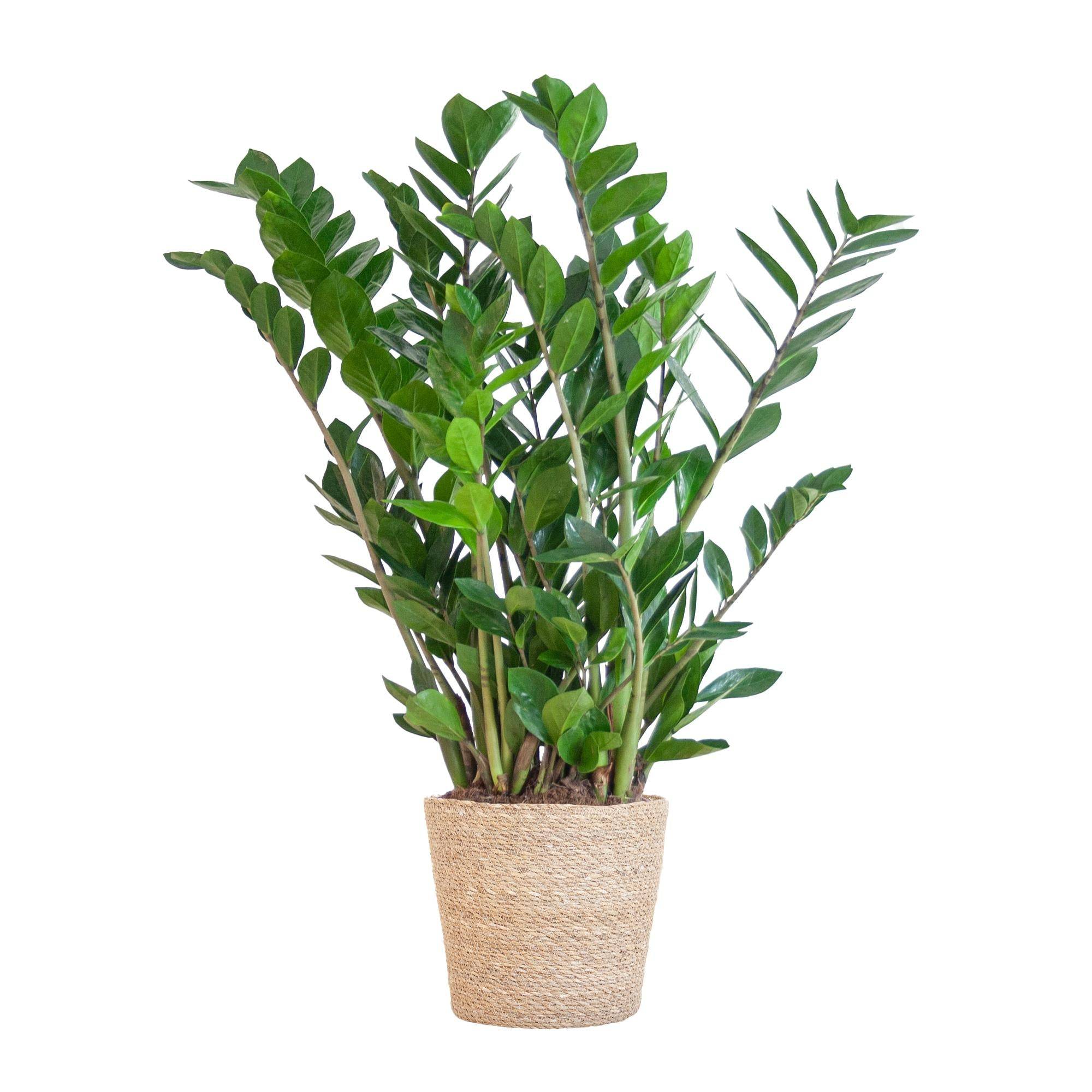 La Green Touch - Zamioculcas Zamiifolia et son pot- La Green Touch Panier naturel - Hauteur 80cm