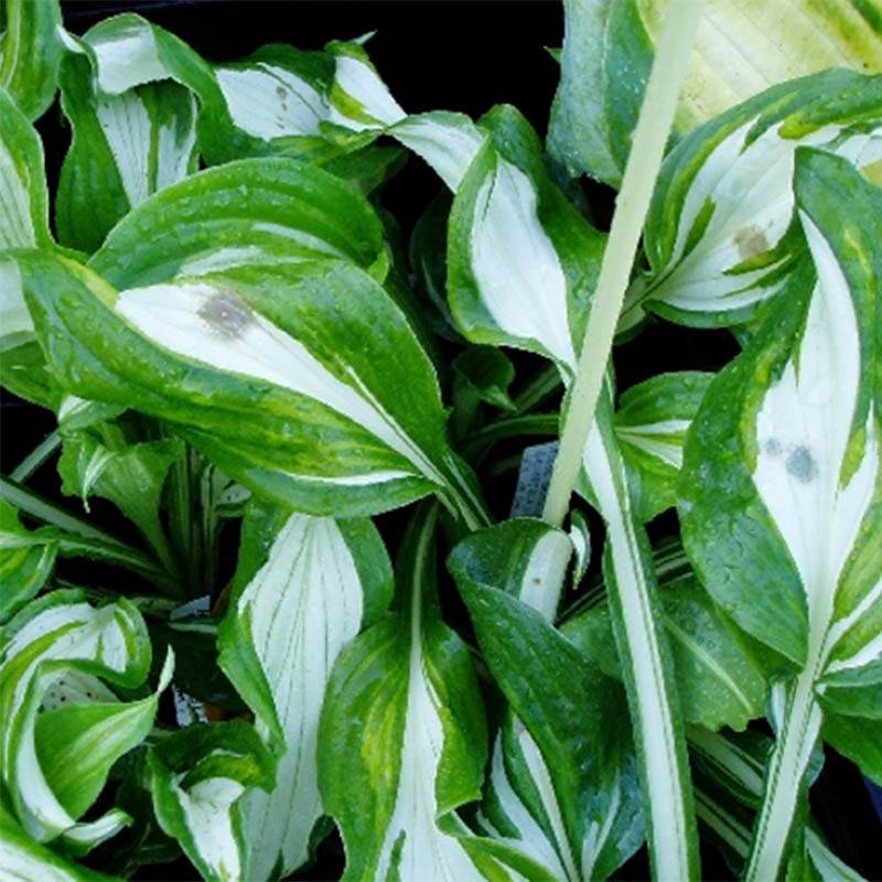 Hosta undulata var univittata Godet de 8/9 cm