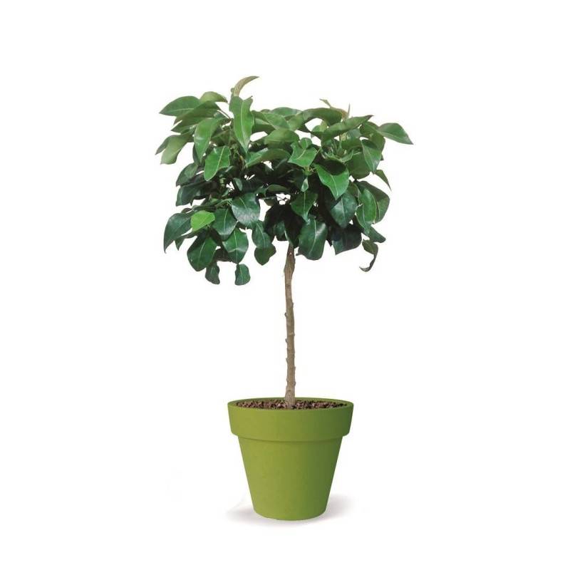 Poirier nain Pearlite - Nains de jardins® - Bon rendement -  - De 1,50 m à 2,00 m - Imagen 5