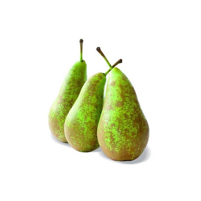 Poirier nain Pearlite - Nains de jardins® - Bon rendement -  - De 1,50 m à 2,00 m - Imagen 1