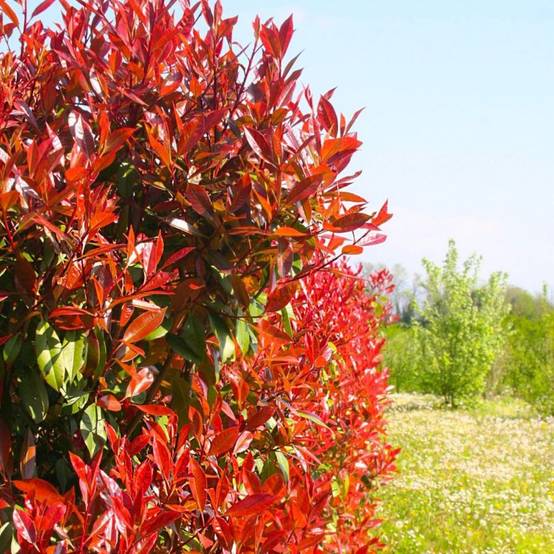 Photinia de fraser 'Red Robin' (Photinia x fraseri 'Red Robin') - Godet - Taille 20/40cm - Pépinières Naudet - Image 1