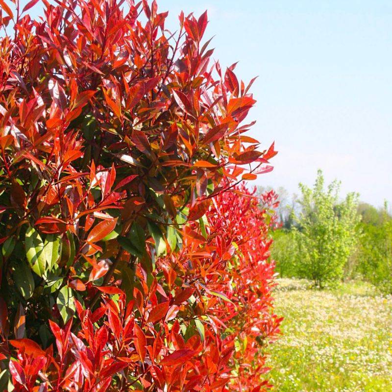 Photinia de fraser 'Red Robin' (Photinia x fraseri 'Red Robin') - Godet - Taille 20/40cm - Pépinières Naudet