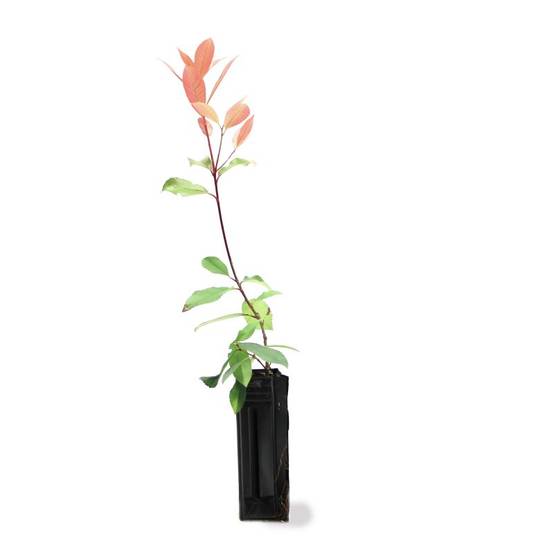 Photinia de fraser 'Red Robin' (Photinia x fraseri 'Red Robin') - Godet - Taille 20/40cm - Pépinières Naudet - Image 3