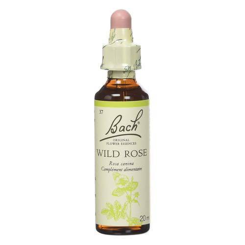Wild Rose -  Fleurs de Bach n°37 Fleur de Bach