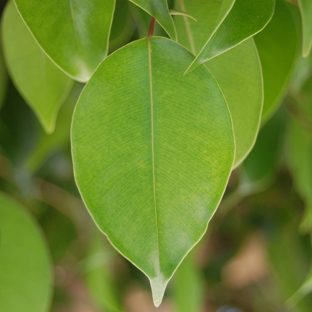 Gardenersdream - Ficus Green Kinky À Tige Sombre - 1 Plante - Arbre Vivant D'Intérieur Pour Maison / Bureau Pot 12 Cm - GardenersDream - Imagen 2