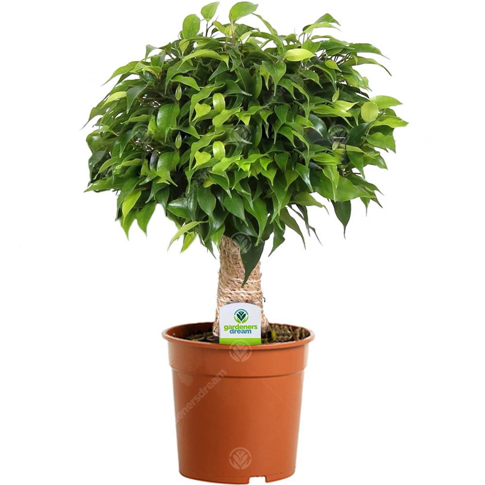 Gardenersdream - Ficus Green Kinky À Tige Sombre - 1 Plante - Arbre Vivant D'Intérieur Pour Maison / Bureau Pot 12 Cm - GardenersDream - Imagen 1
