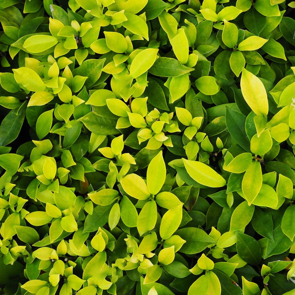 Gardenersdream - Ficus Green Kinky À Tige Sombre - 1 Plante - Arbre Vivant D'Intérieur Pour Maison / Bureau Pot 12 Cm - GardenersDream - Imagen 3