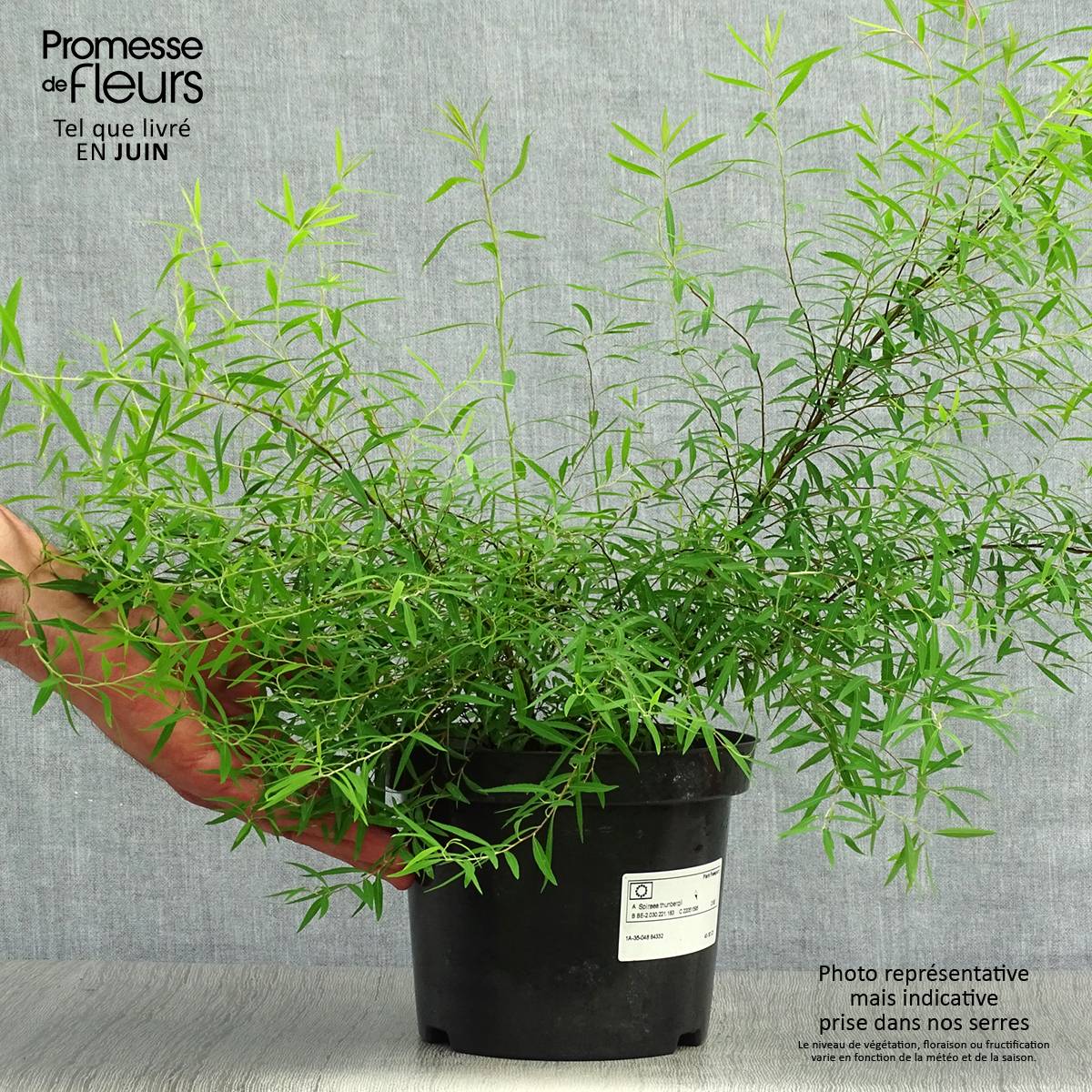 Promesse de Fleurs - Spiraea thunbergii - Spirée de Thunberg Pot de 3L/4L - Image 2