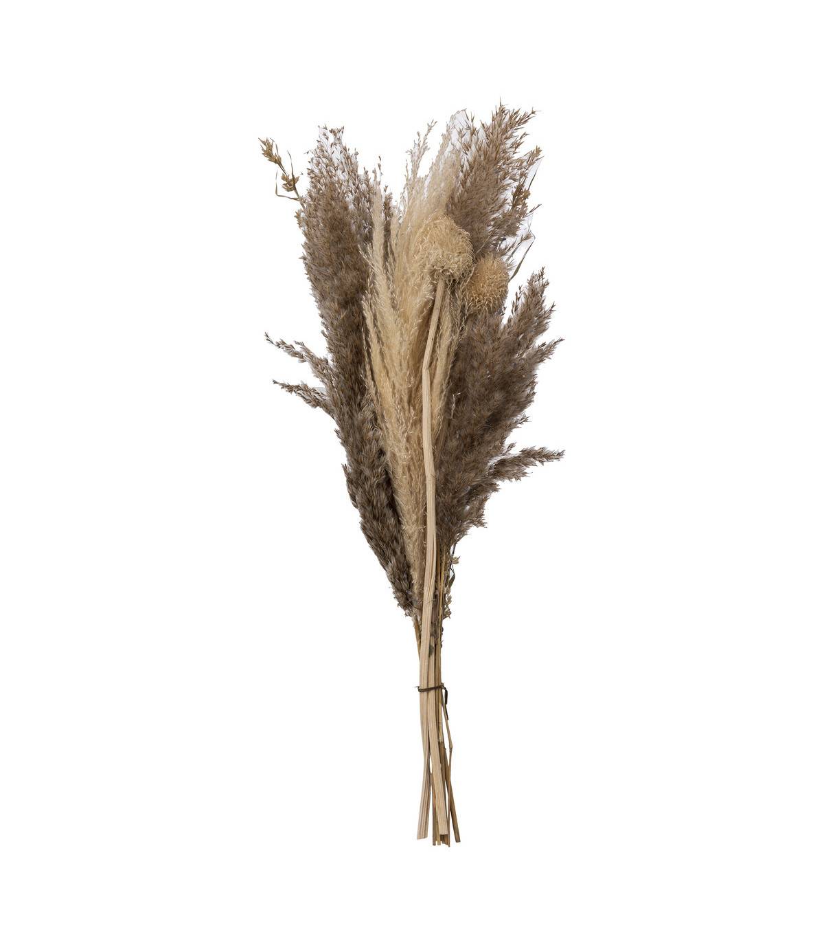 Bouquet de Pampas naturelles et séchées D. 18 x H. 58 cm - Image 1