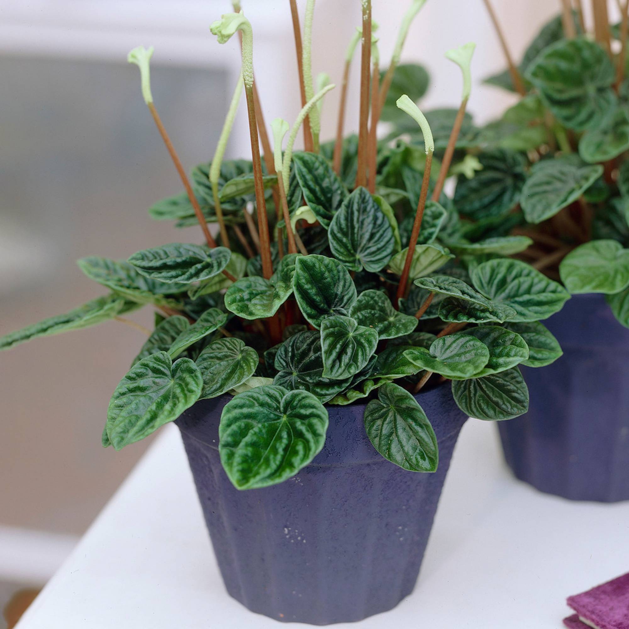 Gardenersdream - Pépéromia Lilian | Plante D'Intérieur Texturée Unique En Pot 15-25 Cm - GardenersDream - Image 1